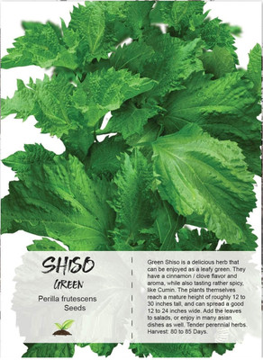 Qualtivate LXI-93 Kaori Ao Shiso Perilla Seeds Seed(300 per packet)
