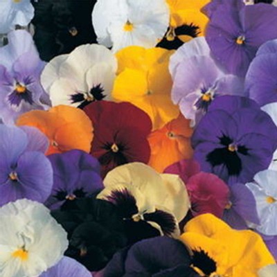 Biosnyg Pansy Flower - Delta Premium F1 Series -Pure Orange-[50 Seeds] Seed(50 per packet)