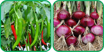 WILLVINE VNR -XIII Red Onion And Chilli[2.5gm, 500 Seeds] Seed(500 per packet)