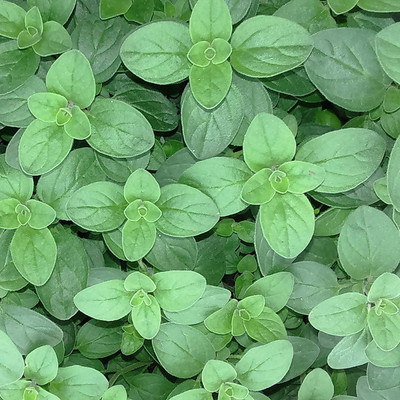 CYBEXIS VXI-19 - Sweet Marjoram Oregano - (150 Seeds) Seed(150 per packet)