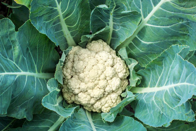Rawmest white cauliflower,gobhee seeds Seed(15 per packet)