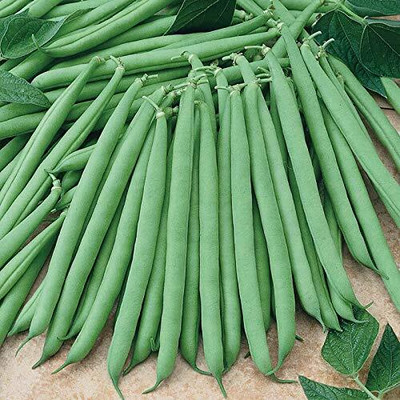 Infintegreen FRENCH BEANS Seed(100 per packet)