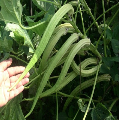 Qualtivate ICRA-7A Elephant Tusk Variety Okra or Bhindi Seeds Seed(350 per packet)