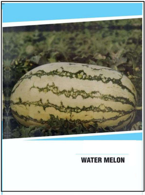 CYBEXIS Hybrid Watermelon Seeds(1000 Seeds) Seed(1000 per packet)