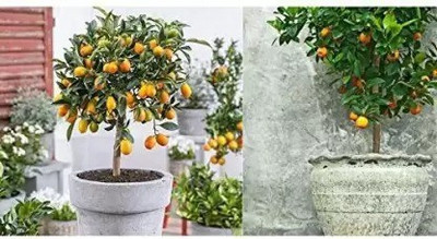 Chalisa Lemon, Nimbu Seed(46 per packet)