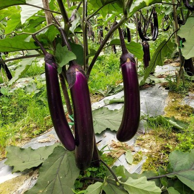 CYBEXIS Brinjal/Eggplant Seeds Non GMO Long 1200 Seeds Seed(1200 per packet)