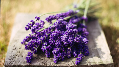 CYBEXIS VXI-87 - Lavender (Lavandula angustifolia) - (250 Seeds) Seed(250 per packet)