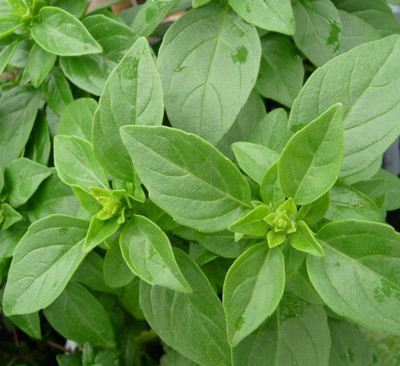VibeX ® VXI-26 French basil Seeds Seed(1000 per packet)