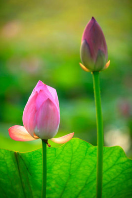 Iris Hybrid Seeds lotus,kamal gatta Seed(11 per packet)
