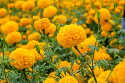 Natures Yard marigold/gende ka phool flower seeds Seed(75 per packet)