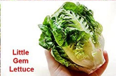 CYBEXIS LXI-56 - Little Gem Lettuce - (1350 Seeds) Seed(1350 per packet)