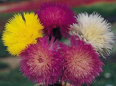 Quentova Sweet Sultan Imperialis Mix Flower-KWI-4E Seed(75 per packet)