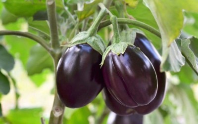 ACCELCROP Brinjal Black Round F1 Hybrid Seeds For Home Gardening Seed(2000 per packet)