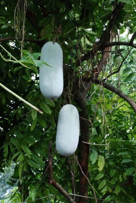 Lorvox ash gourd seeds for farming/Ash gourd Seed(13 per packet)