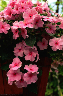 LPR FLOWER MIX Seed(25 per packet)