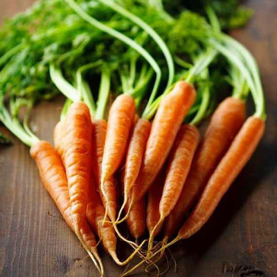 CYBEXIS Imperator 58 Hybrid Carrot Variety1000 Seeds Seed(1000 per packet)