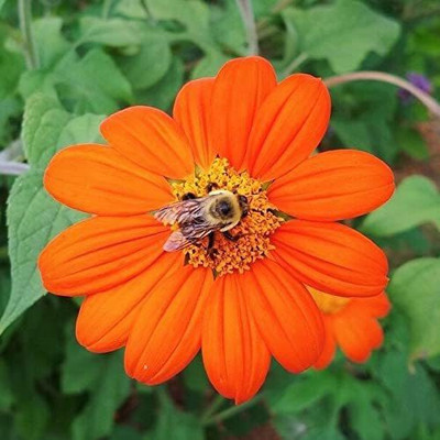 VibeX ® VXI-261 Mexican Sunflower Seeds Seed(200 per packet)