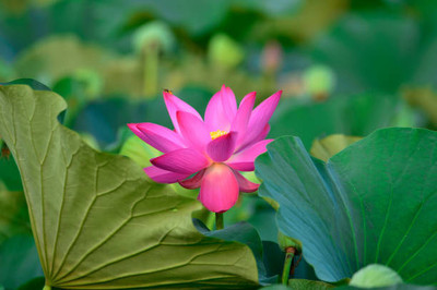 YUGANTAR lotus,kamal gatta Seed(10 per packet)