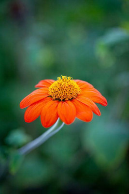 MWHY Tithonia rotundifolia, 'Torch'Mexican Sunflower Seed(25 per packet)