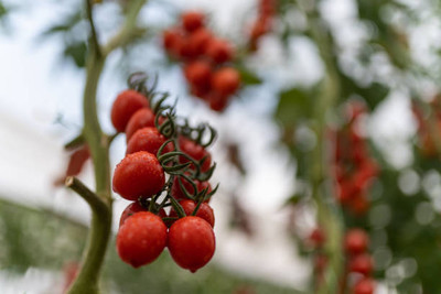 Lappyworld tomato Seed(145 per packet)