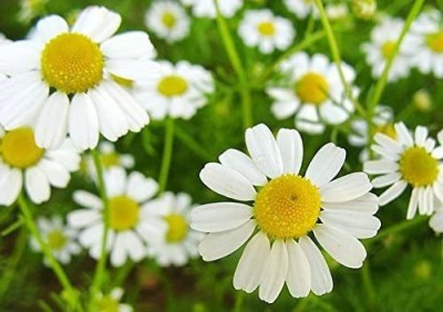 CYBEXIS LXI-90 - Chamomile German Matricaria chamomilla - (750 Seeds) Seed(750 per packet)