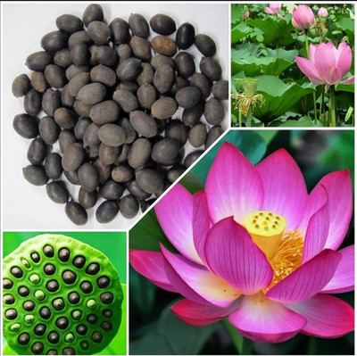 BM brothers 01 Seed(50 per packet)