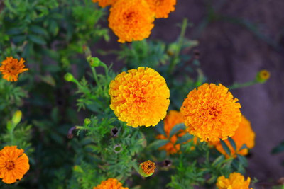 ujjaiseeds marigold/gende ka phool flower seeds Seed(75 per packet)