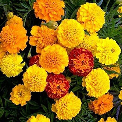 CYBEXIS VVI-89 - Mixed Marigold - (250 Seeds) Seed(250 per packet)