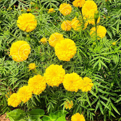 MATABE Yellow Color Marigold Seeds/African f2 Premium Hybrid Genda Phool Bij Seed(100 per packet)