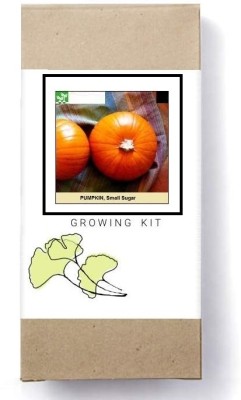 Biosnyg Small Sugar Pumpkin[100 Seeds] Seed(100 per packet)