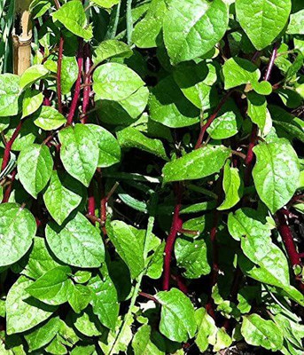 CYBEXIS XLR-57 - Malabar Red Stem Spinach - (750 Seeds) Seed(750 per packet)