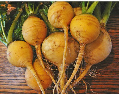 fixeded Turnip Golden Ball Seed(100 per packet)