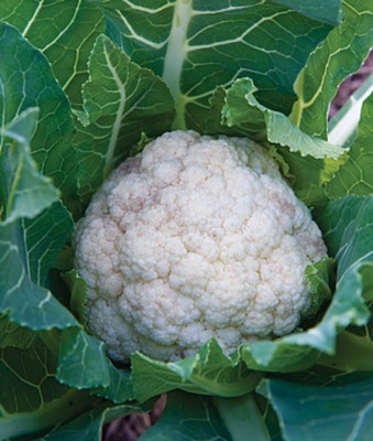 Arshiayat Organic F1 Hybrid Cauliflower High yielding Vegetable Seed(500 per packet)