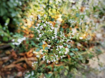 MAA gypsophila flower Seed(200 per packet)
