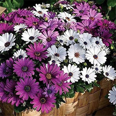 CYBEXIS XLR-74 - Miracle Daisy Dwarf Plants Rare Flower - (60 Seeds) Seed(60 per packet)