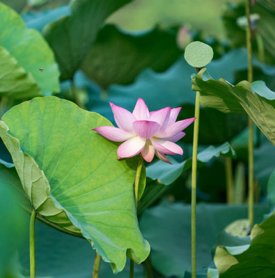 Sampada lotus,kamal gatta Seed(14 per packet)