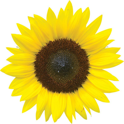 Qualtivate ICRA-3A Jua Maya Hybrid Sunflower Seeds Seed(200 per packet)
