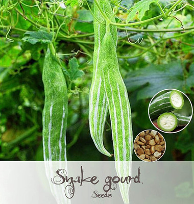 Qualtivate KXL-9AT CHICHINDA/SNAKE GOURD/CHICHINGA/CHHACHINDRA SEEDS Seed(25 per packet)