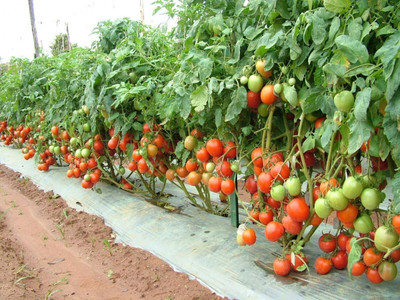WILLVINE F1 Hybrid Arka Rakshak Tomato [1g, 300 Seeds] Seed(300 per packet)