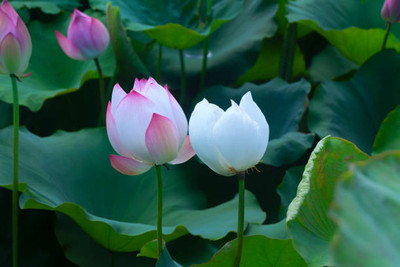 Naturo lotus,kamal gatta Seed(10 per packet)