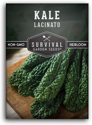 WILLVINE SCI -VIII Lacinato Kale Seed for Planting [2.5g] Seed(750 per packet)