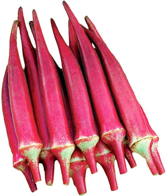 KNESSiN Red Okra Seed(200 per packet)