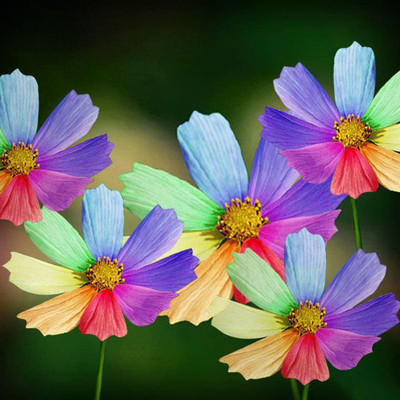 VibeX VXI-53 - Amazing Rainbow Color Chrysanthemum Flower - (30 Seeds) Seed(30 per packet)