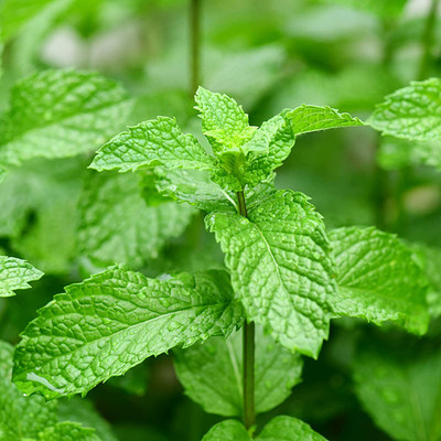 CYBEXIS Heirloom Mint Seeds Perennial Multi-Functional Fragrance2800 Seeds Seed(2800 per packet)