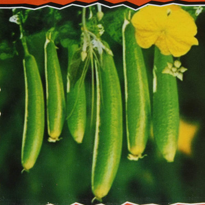 Qualtivate XXX-3A Sponge Gourd Harita F1 | Gilki Turai Ke Beej Seed(50 per packet)