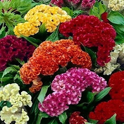 KANAYA Cockscomb Hybrid Flower Seed(70 per packet)