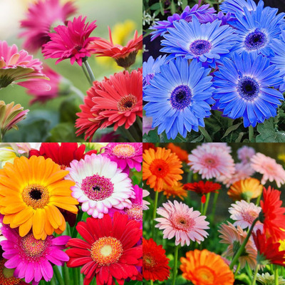 ibains Gerbera seeds f1 28 Seed(28 per packet)