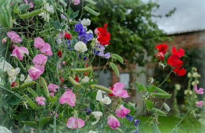 Aywal Sweet Pea Mixed Color Hybrid Flower Seed(90 per packet)