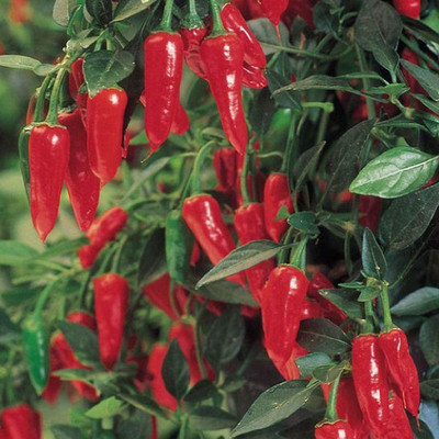 CYBEXIS Fast Germination Hot Pepper Apache Chilli Seeds600 Seeds Seed(600 per packet)