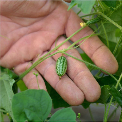 WILLVINE Hybrid Cucamelon/Mexican Sour Gherkin (Melothria scobra)-5000 Seeds Seed(5000 per packet)